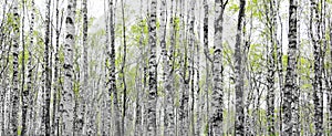 Forest with trunks of birch trees