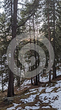 Forest in TrÃÂ¸ndelag