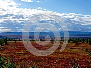 Forest tundra in the summer. Taiga of Siberia. Yamal