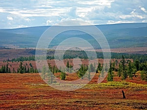 Forest tundra  in the summer. Taiga of Siberia. Yamal