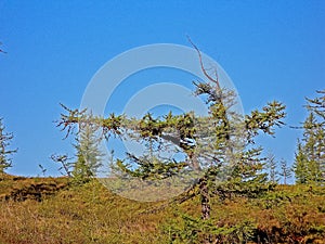 Forest tundra in the summer. Taiga of Siberia. Yamal