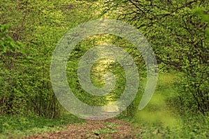 Forest tunel photo