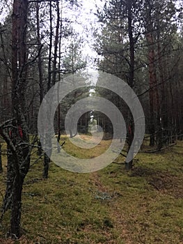 Forest tunnel
