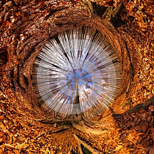 Forest tunnel