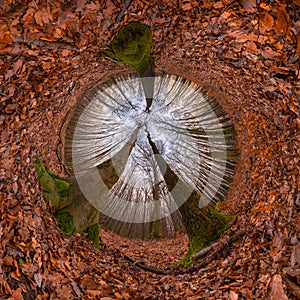 Lesný tunel