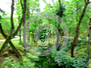 Forest Tunnel Vision