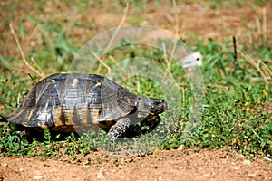 Forest turtle
