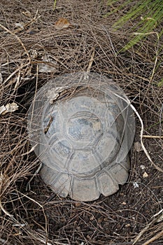 Forest turtle aestivating under pine needles on a hot summer day