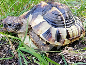 Forest turtle in grass  - Testudo hermanni boettgeri. Allso known as the Hermann`s tortoise,  Mediterranean tortoise