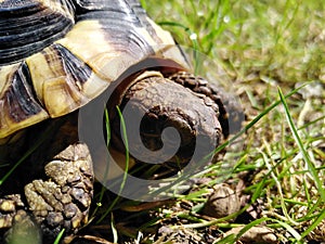 Forest turtle - Hermann's tortoise(Testudo hermanni boettgeri). Closeup head and shield.