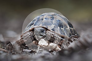 Forest turtle in a natural environment