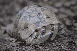 Forest turtle in a natural environment