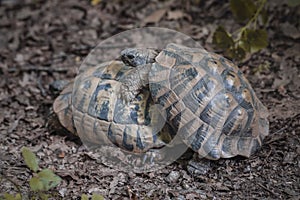 Forest turtles have sex in natural environment