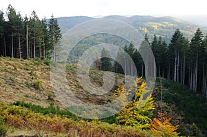 Foresta sul montagna 