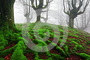 Forest with twisted roots and moss