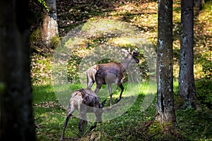 A forest with two deer walking around