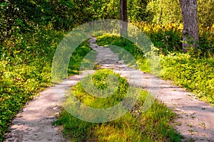 In the forest, two pedestrian paths merged into one