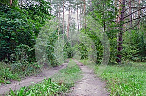 In the forest, two pedestrian paths merged into one. Summer landscape