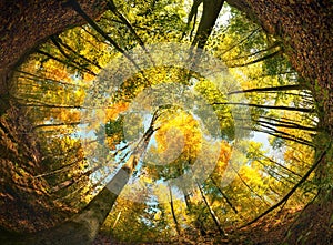 Forest ultra wide angle, framed by the earth