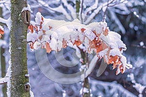 Forest under the snow canopy