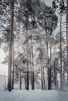 Bosque la nieve sobre el nublado 