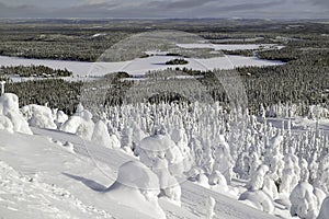 Forest under the snow. Lowland landscape view