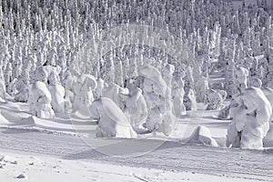 Forest under the snow near slope road. Ski resort