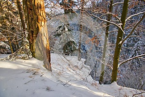 Forest under snow during sunset near Klastorisko in Slovak Paradise during winter