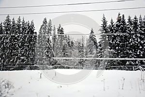 A forest under the snow. Winter wonderland.