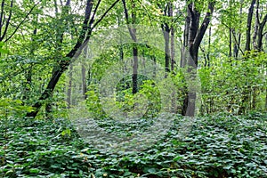 Forest undergrowth vegetation. Grass growing on herbaceous layer of understory or underbrush on forest glade. Selective focus