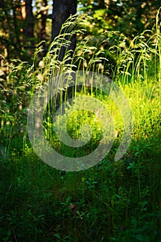 Forest undergrowth vegetation. Grass growing on herbaceous layer of understory or underbrush on forest glade.