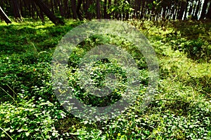 Forest understory. Green foliage of wild bilberry plants.