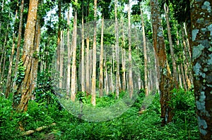 A forest with a variety of trees and plants on a mountainside