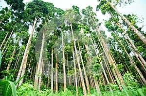 A forest with a variety of trees and plants on a mountainside