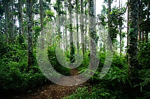 A forest with a variety of trees and plants on a mountainside