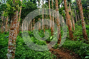 A forest with a variety of trees and plants on a mountainside