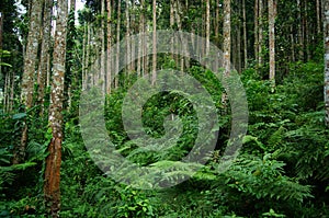 A forest with a variety of trees and plants on a mountainside