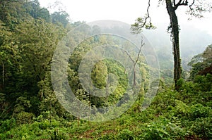 A forest with a variety of trees and plants on a mountainside