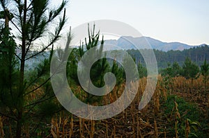 A forest with a variety of trees and plants on a mountainside