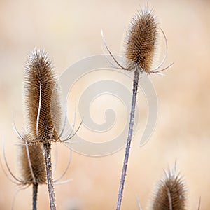 Forest vegetation background