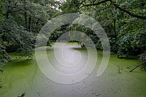 Forest and vegetation by the water in Tiergarten, Berlin