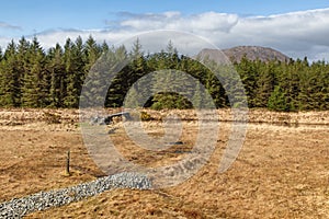 Forest and vegetation at Western way trail in Lough Corrib