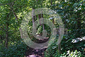 A Forest View of an Appalachian Trail photo