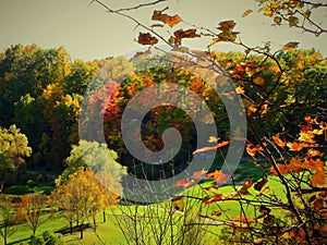 Forest view of autumn colors.