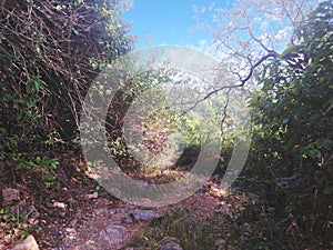 Forest view with blue sky and green leaves and trees