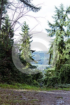 A forest view gilmpsed through trees