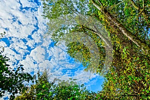 Forest view from the ground to the blue sky - blue sky and white clouds - landscape, wallpaper, banner