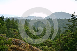 Forest View From Jocelyn Hill