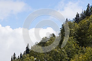 Forest view and landscape and blue cloudy sky
