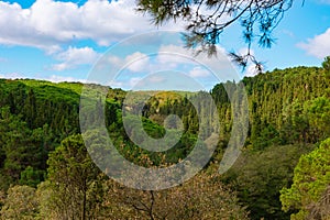 Forest view with partly cludy sky in the autumn